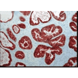 Immunohistochemistry - Anti-FKBP52 Antibody [Hi52C] (A305118) - Antibodies.com