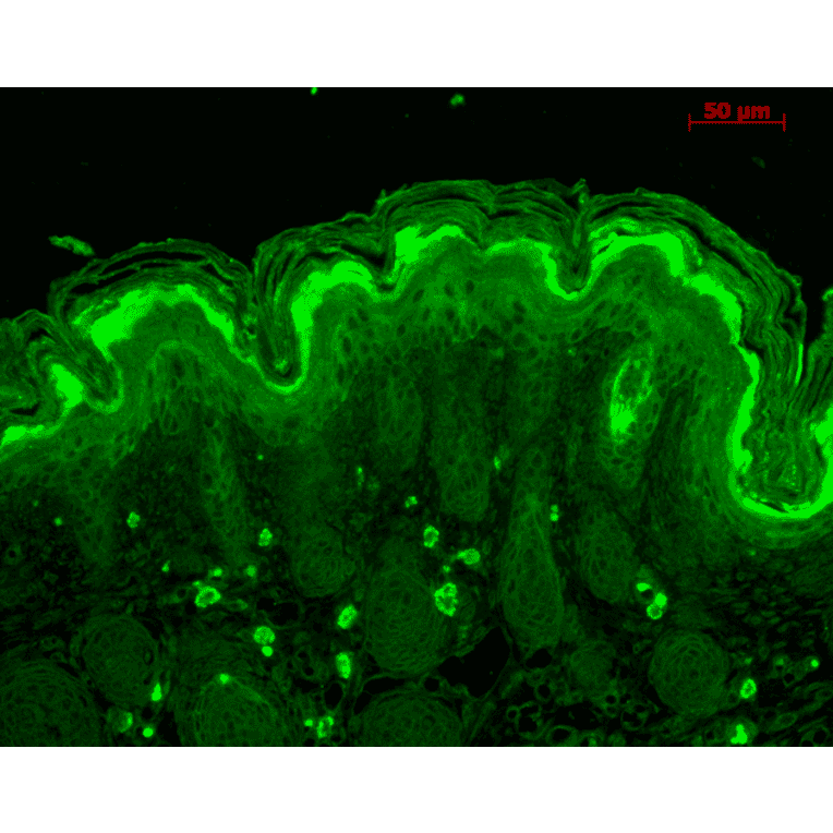 Immunohistochemistry - Anti-Calcineurin A Antibody (A305119) - Antibodies.com