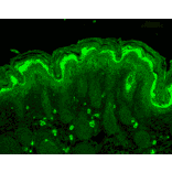 Immunohistochemistry - Anti-Calcineurin A Antibody (A305119) - Antibodies.com