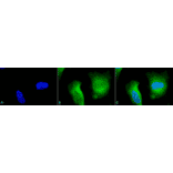 Immunocytochemistry/Immunofluorescence - Anti-Calcineurin A Antibody (A305119) - Antibodies.com