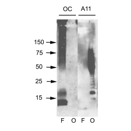 Western Blot - Anti-Amyloid Oligomers Antibody (A305120) - Antibodies.com