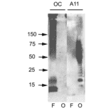 Western Blot - Anti-Amyloid Oligomers Antibody (A305120) - Antibodies.com