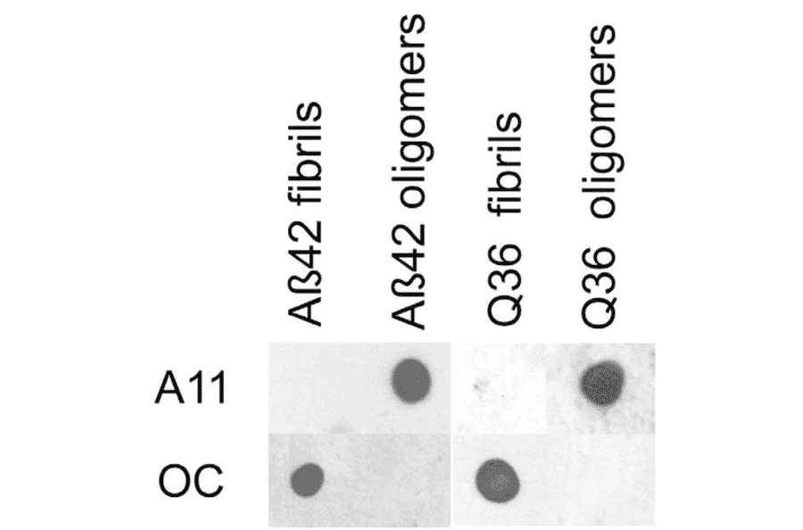 Dot Blot - Anti-Amyloid Oligomers Antibody (A305120) - Antibodies.com