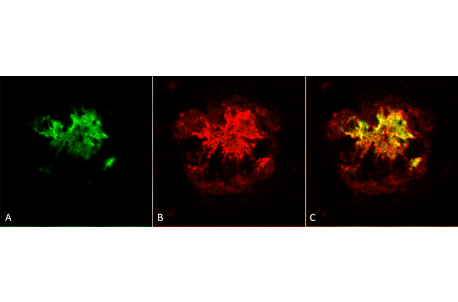 Immunohistochemistry - Anti-Amyloid Oligomers Antibody (A305120) - Antibodies.com