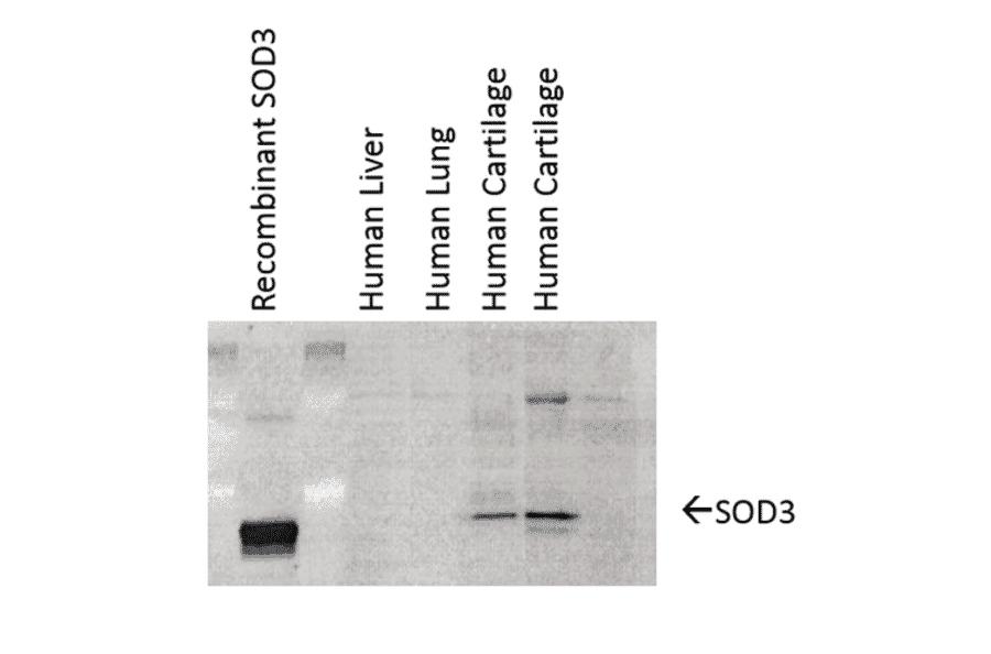 Western Blot - Anti-Superoxide Dismutase 3 / EC-SOD Antibody [4GG11G6] (A305121) - Antibodies.com