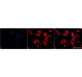 Immunocytochemistry/Immunofluorescence - Anti-HSF2 Antibody [3E2] (A305122) - Antibodies.com