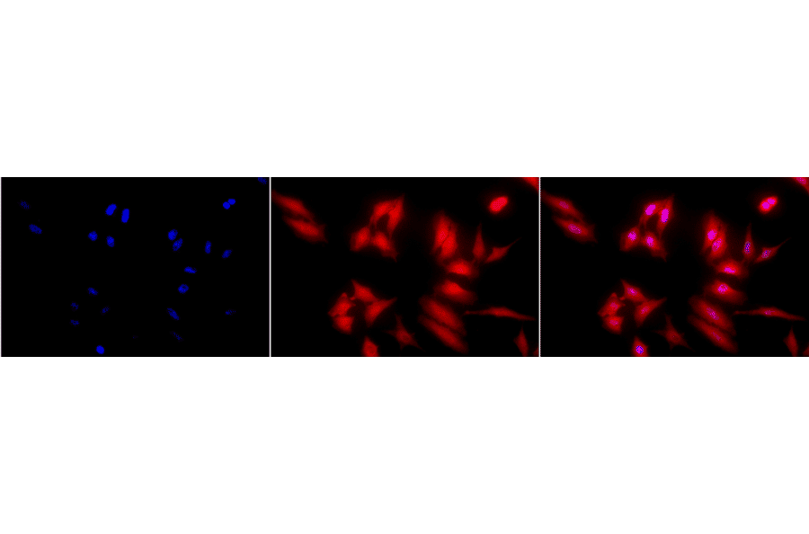 Immunocytochemistry/Immunofluorescence - Anti-HSF2 Antibody [3E2] (A305122) - Antibodies.com