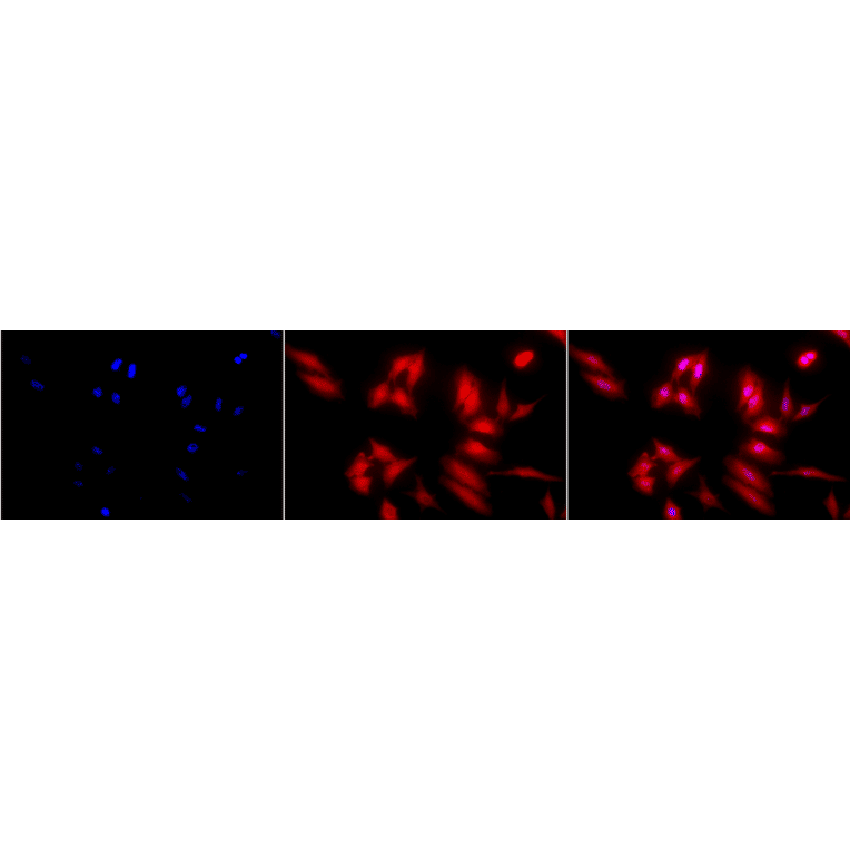 Immunocytochemistry/Immunofluorescence - Anti-HSF2 Antibody [3E2] (A305122) - Antibodies.com