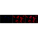 Immunocytochemistry/Immunofluorescence - Anti-HSF2 Antibody [3E2] (A305122) - Antibodies.com