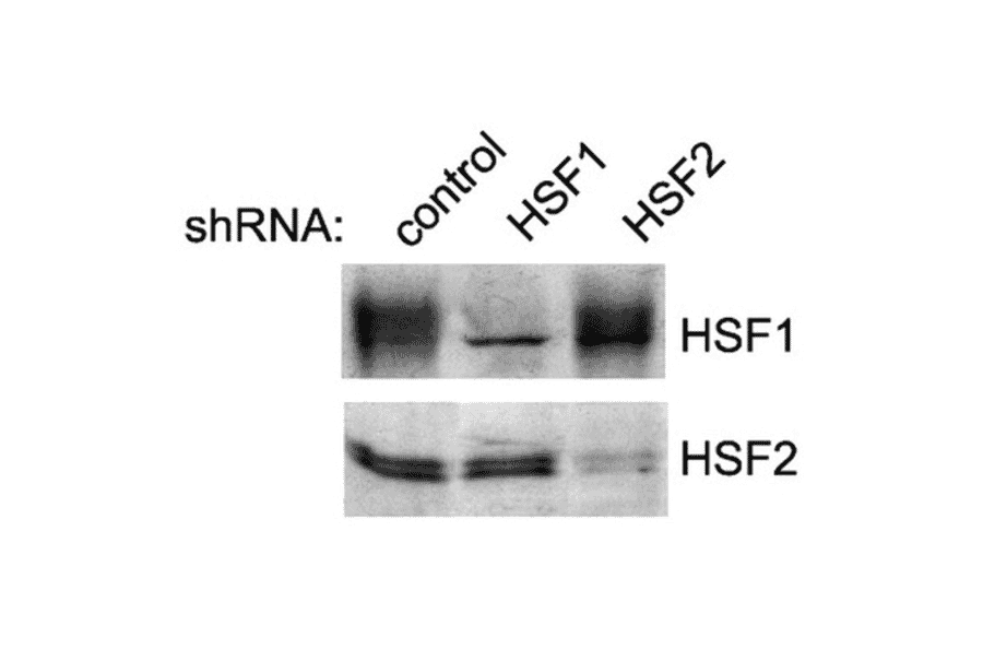Western Blot - Anti-HSF2 Antibody [3E2] (A305122) - Antibodies.com