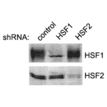 Western Blot - Anti-HSF2 Antibody [3E2] (A305122) - Antibodies.com