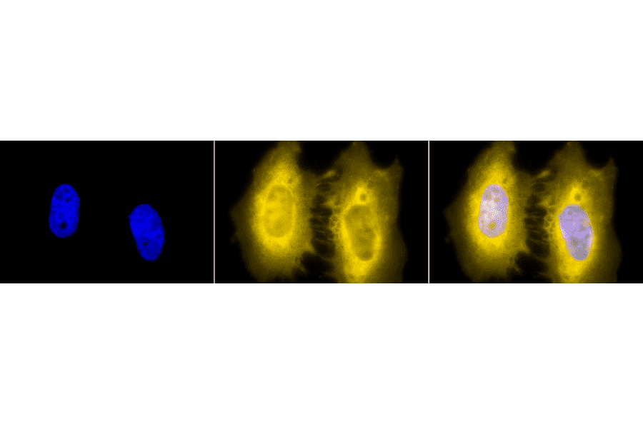 Immunocytochemistry/Immunofluorescence - Anti-HSF2 Antibody [3E2] (A305122) - Antibodies.com