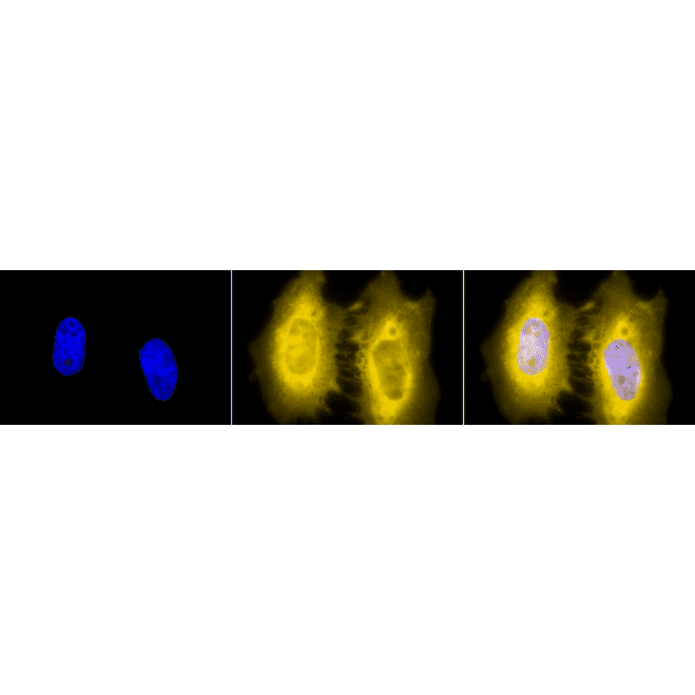 Immunocytochemistry/Immunofluorescence - Anti-HSF2 Antibody [3E2] (A305122) - Antibodies.com