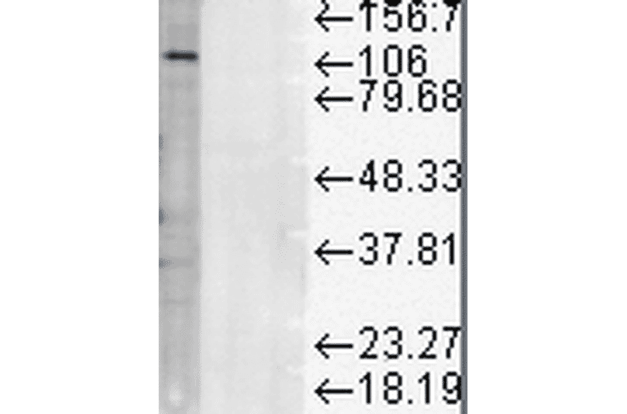 Western Blot - Anti-LAMP1 Antibody [Ly1C6] (A305123) - Antibodies.com