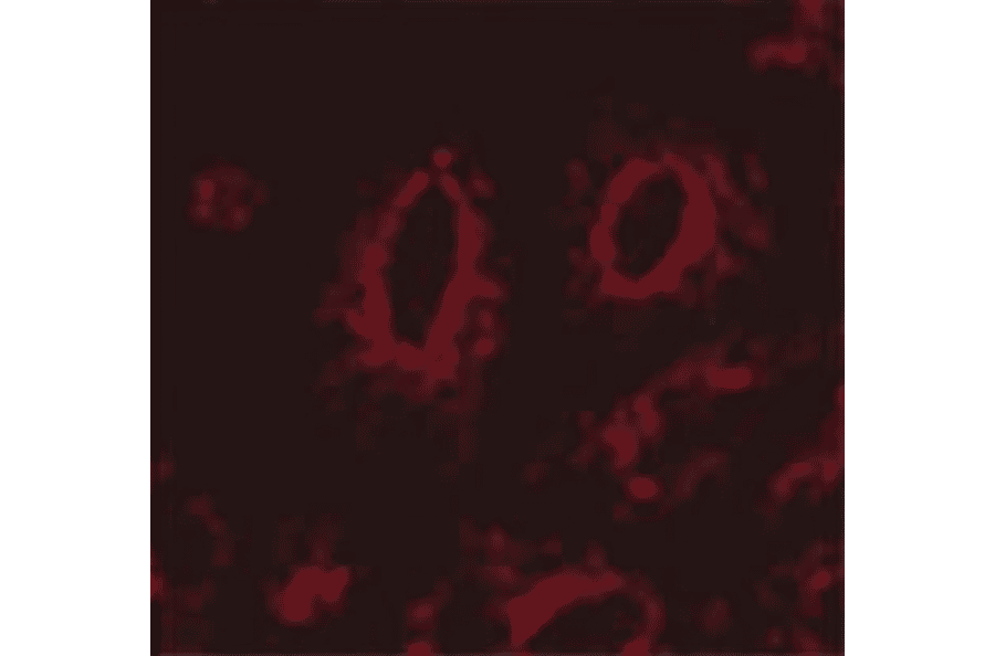 Immunocytochemistry/Immunofluorescence - Anti-LAMP1 Antibody [Ly1C6] (A305123) - Antibodies.com