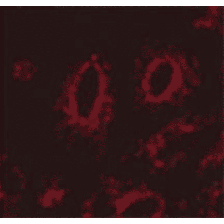 Immunocytochemistry/Immunofluorescence - Anti-LAMP1 Antibody [Ly1C6] (A305123) - Antibodies.com