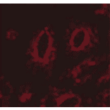 Immunocytochemistry/Immunofluorescence - Anti-LAMP1 Antibody [Ly1C6] (A305123) - Antibodies.com
