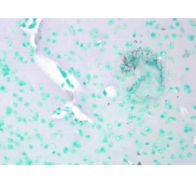 Immunohistochemistry - Anti-CACNA1C Antibody [S57] (A305124) - Antibodies.com