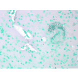 Immunohistochemistry - Anti-CACNA1C Antibody [S57] (A305124) - Antibodies.com