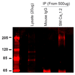 Immunoprecipitation - Anti-CACNA1C Antibody [S57] (A305124) - Antibodies.com