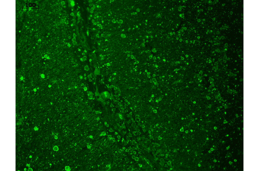 Immunohistochemistry - Anti-CACNA1C Antibody [S57] (A305124) - Antibodies.com