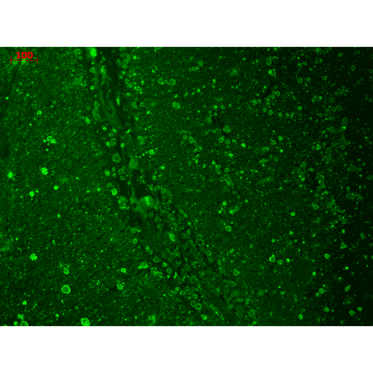 Immunohistochemistry - Anti-CACNA1C Antibody [S57] (A305124) - Antibodies.com