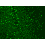 Immunohistochemistry - Anti-CACNA1C Antibody [S57] (A305124) - Antibodies.com