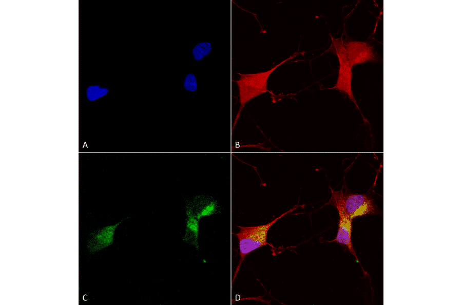 Immunocytochemistry/Immunofluorescence - Anti-KCNQ1 Antibody [N37A/10] (A305125) - Antibodies.com