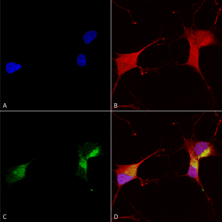Immunocytochemistry/Immunofluorescence - Anti-KCNQ1 Antibody [N37A/10] (A305125) - Antibodies.com