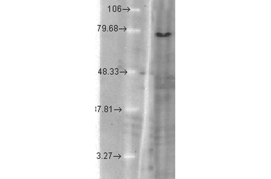 Western Blot - Anti-KCNQ1 Antibody [N37A/10] (A305125) - Antibodies.com