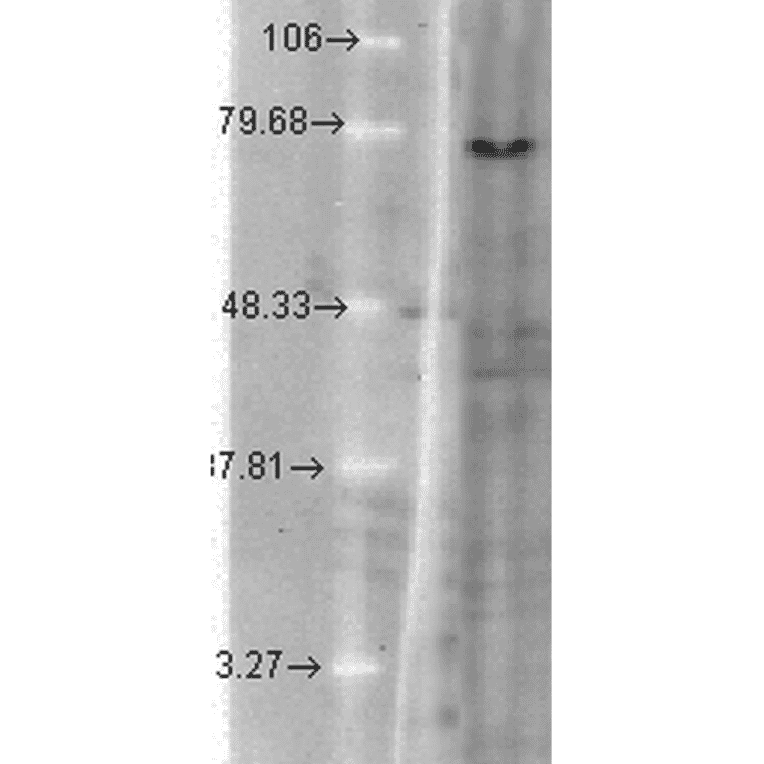 Western Blot - Anti-KCNQ1 Antibody [N37A/10] (A305125) - Antibodies.com