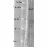 Western Blot - Anti-KCNQ1 Antibody [N37A/10] (A305125) - Antibodies.com