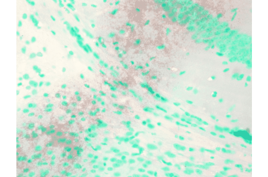Immunohistochemistry - Anti-KCNQ1 Antibody [N37A/10] (A305125) - Antibodies.com
