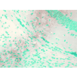 Immunohistochemistry - Anti-KCNQ1 Antibody [N37A/10] (A305125) - Antibodies.com
