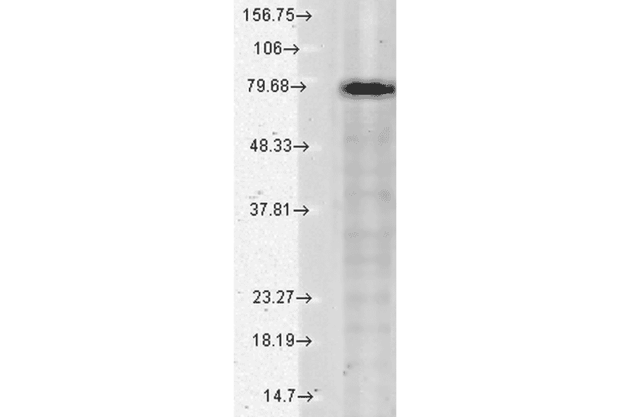 Western Blot - Anti-KCNQ1 Antibody [N37A/10] (A305125) - Antibodies.com