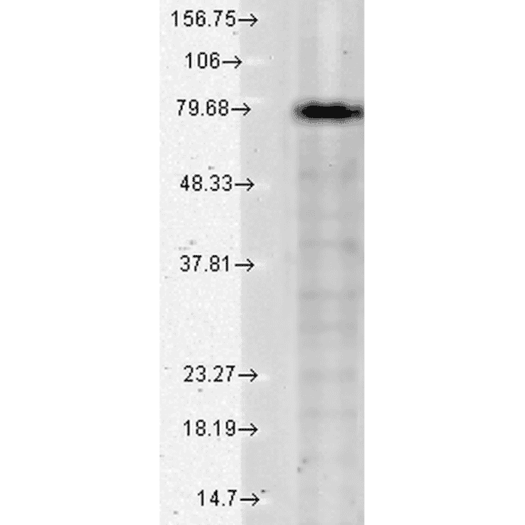 Western Blot - Anti-KCNQ1 Antibody [N37A/10] (A305125) - Antibodies.com