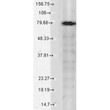 Western Blot - Anti-KCNQ1 Antibody [N37A/10] (A305125) - Antibodies.com