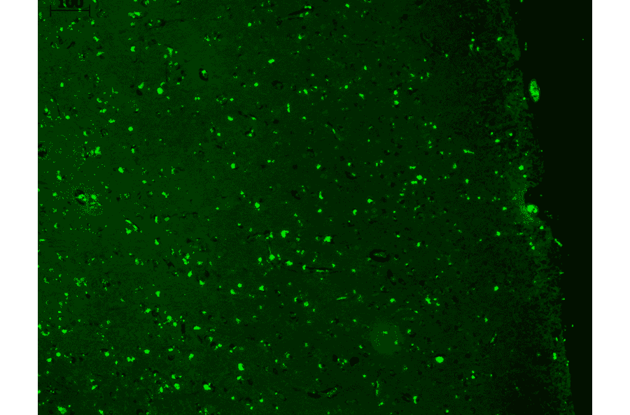 Immunohistochemistry - Anti-KCNQ1 Antibody [N37A/10] (A305125) - Antibodies.com