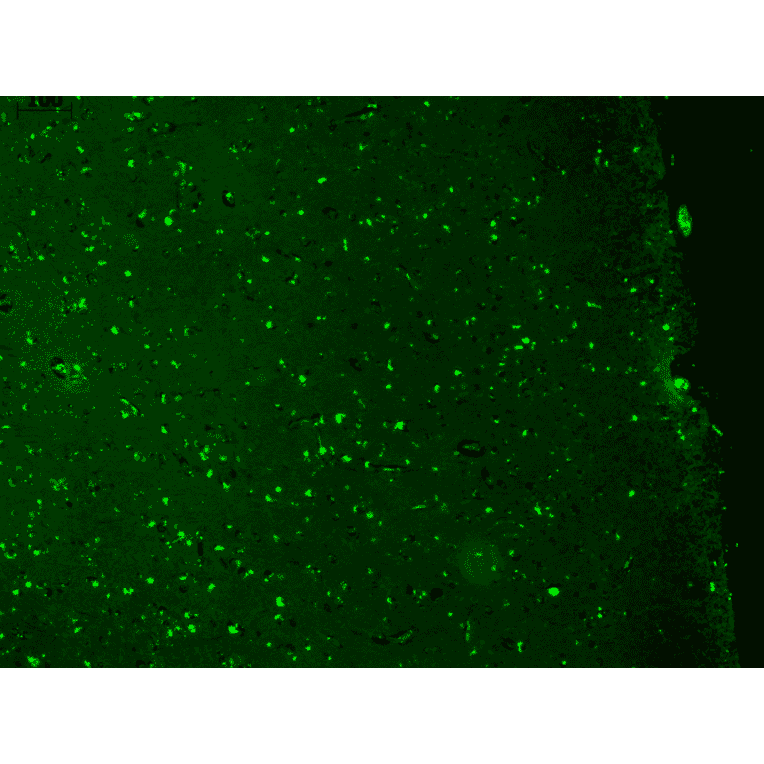 Immunohistochemistry - Anti-KCNQ1 Antibody [N37A/10] (A305125) - Antibodies.com