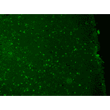 Immunohistochemistry - Anti-KCNQ1 Antibody [N37A/10] (A305125) - Antibodies.com