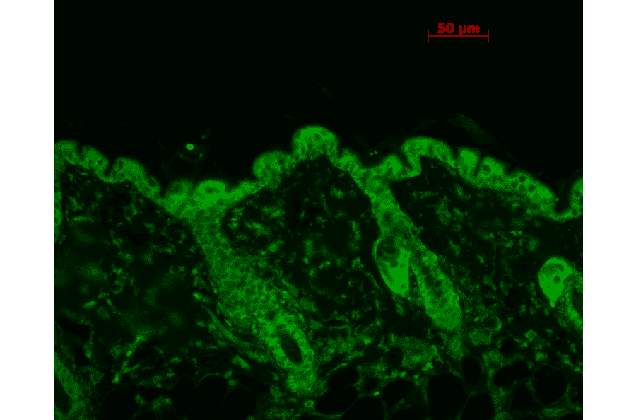 Immunohistochemistry - Anti-HSP90 Antibody [4F3.E8] (A305126) - Antibodies.com
