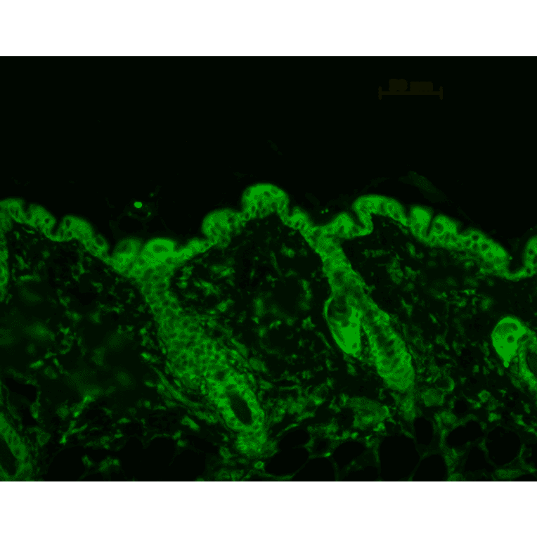 Immunohistochemistry - Anti-HSP90 Antibody [4F3.E8] (A305126) - Antibodies.com