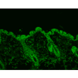 Immunohistochemistry - Anti-HSP90 Antibody [4F3.E8] (A305126) - Antibodies.com