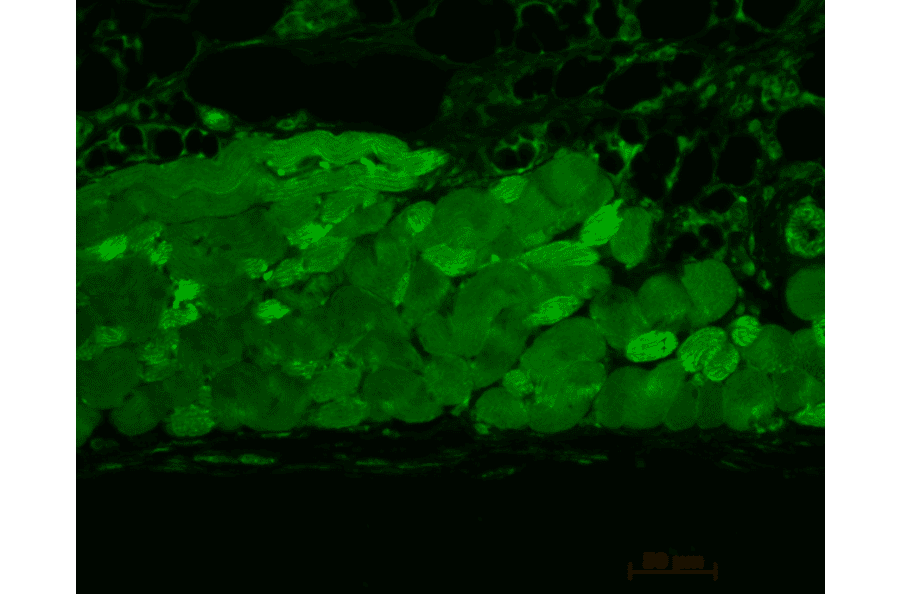 Immunohistochemistry - Anti-HSP90 Antibody [4F3.E8] (A305126) - Antibodies.com
