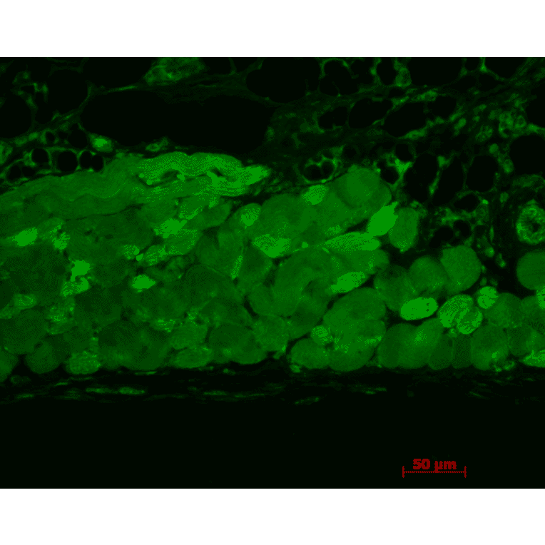 Immunohistochemistry - Anti-HSP90 Antibody [4F3.E8] (A305126) - Antibodies.com