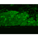 Immunohistochemistry - Anti-HSP90 Antibody [4F3.E8] (A305126) - Antibodies.com