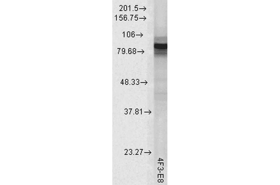 Western Blot - Anti-HSP90 Antibody [4F3.E8] (A305126) - Antibodies.com