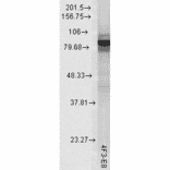 Western Blot - Anti-HSP90 Antibody [4F3.E8] (A305126) - Antibodies.com