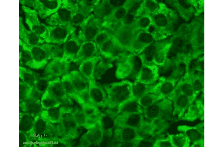 Immunocytochemistry/Immunofluorescence - Anti-HSP90 Antibody [4F3.E8] (A305126) - Antibodies.com