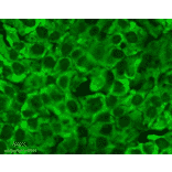 Immunocytochemistry/Immunofluorescence - Anti-HSP90 Antibody [4F3.E8] (A305126) - Antibodies.com